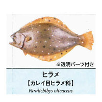 Primary color saltwater fish Illustrated Book [11.Hirame]