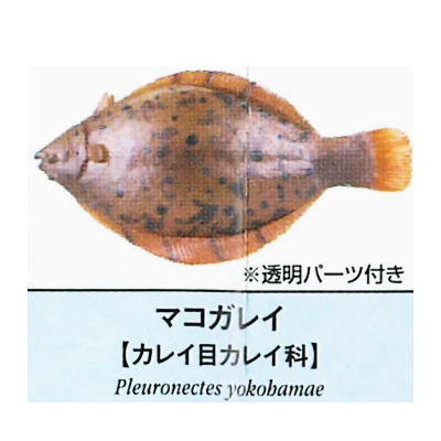 Primary color saltwater fish Illustrated Book [12.Makogarei]