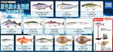 Primary color saltwater fish Illustrated Book [All 12 type set(Full Complete)]