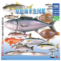 Primary color saltwater fish Illustrated Book [All 12 type set(Full Complete)]