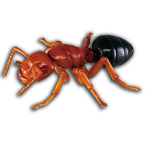 Dangerous Creature Encyclopedia Terrifying Fang [3.Red imported fire ant]