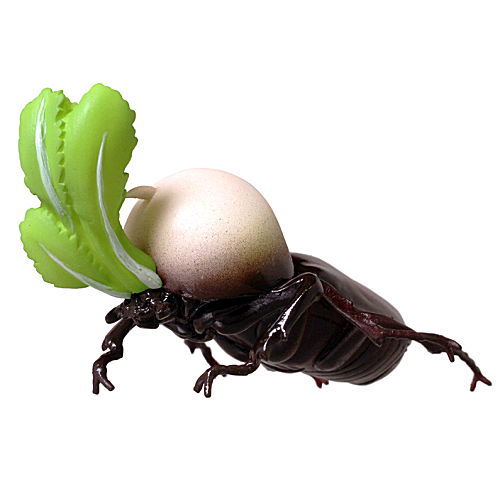 Helmet beetle (Kabutomushi) [5.Turnip beetle]