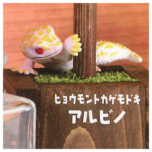 Chirattonozokimi Leopatachi [4.Leopard Gecko Albino]