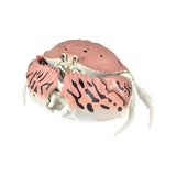 Crab Gashapon [3.Calappa Lophos]