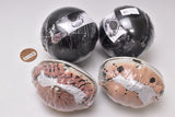 Crab Gashapon [All 4 type set(Full Complete)]