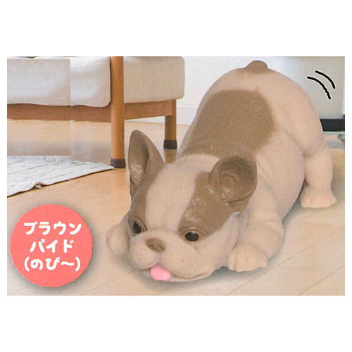 Munyamunya- A big French bulldog! [5.Brown pied (Nobi -)]