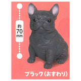 Munyamunya- A big French bulldog! [7.Black (Sitting)]