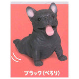 Munyamunya- A big French bulldog! [9.Black (Perori)]