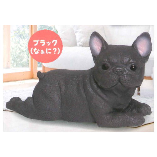 Munyamunya- A big French bulldog! [10.Black (What?)]