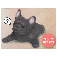 Munyamunya- A big French bulldog! [12.Black (Hatena?)]