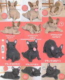 Munyamunya- A big French bulldog! [All 12 type set(Full Complete)]