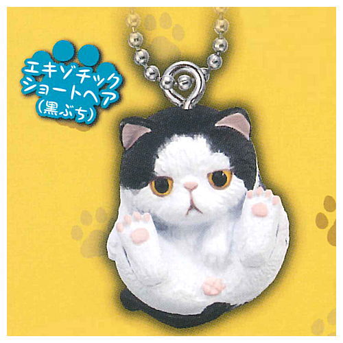 Manmaru Animals Manmaru Cat Mascot  [6.Exotic shorthair (Kurobuchi)]