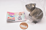 Gokuraku Handling Figure Animal Idol Edition Series Part.2 [2.Quokka wallaby (gray)]