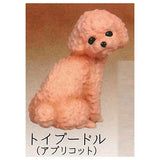 Furimukeba kimi ga... Dog See you again [3.Toy poodle (apricot)]