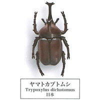 Beetle collection specimen-ZOOM- [1.Japanese Rhinoceros Beetle]