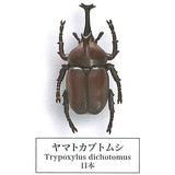 Beetle collection specimen-ZOOM- [1.Japanese Rhinoceros Beetle]