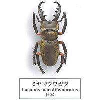 Beetle collection specimen-ZOOM- [2.Miyama Stag Beetle]