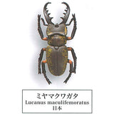 Beetle collection specimen-ZOOM- [2.Miyama Stag Beetle]