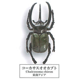 Beetle collection specimen-ZOOM- [3.Caucasus beetle]