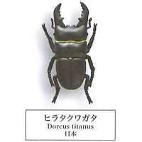 Beetle collection specimen-ZOOM- [4.Hirata kuwagata]