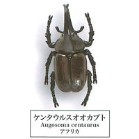 Beetle collection specimen-ZOOM- [5.Augosoma]