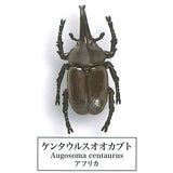 Beetle collection specimen-ZOOM- [5.Augosoma]