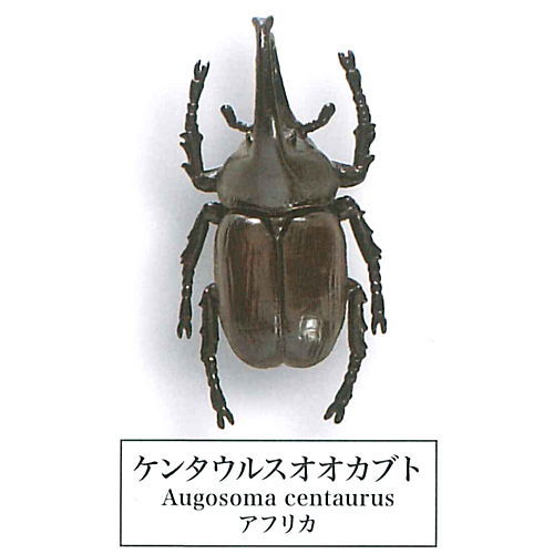 Beetle collection specimen-ZOOM- [5.Augosoma]