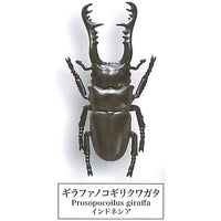 Beetle collection specimen-ZOOM- [6.Girafa Nokogiri Kuwagata]