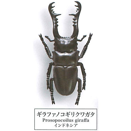 Beetle collection specimen-ZOOM- [6.Girafa Nokogiri Kuwagata]