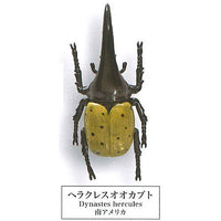 Beetle collection specimen-ZOOM- [7.Hercules beetle]