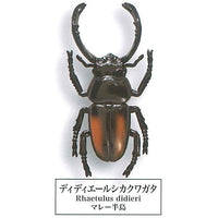 Beetle collection specimen-ZOOM- [8.Rhaetulus didieri]