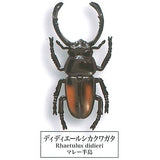 Beetle collection specimen-ZOOM- [8.Rhaetulus didieri]