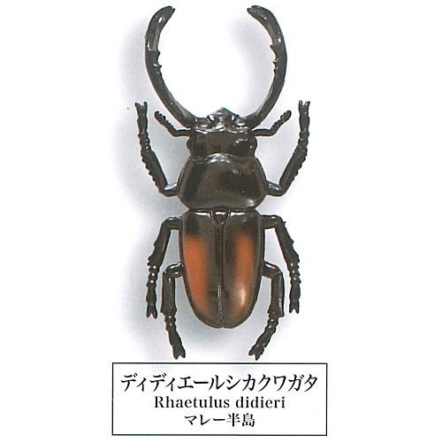 Beetle collection specimen-ZOOM- [8.Rhaetulus didieri]