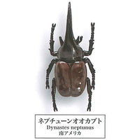 Beetle collection specimen-ZOOM- [9.Neptune beetle]