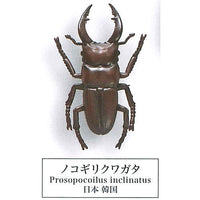 Beetle collection specimen-ZOOM- [10.Nokogiri Kuwagata]