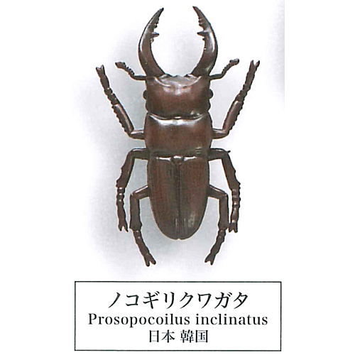 Beetle collection specimen-ZOOM- [10.Nokogiri Kuwagata]