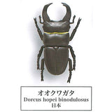 Beetle collection specimen-ZOOM- [12.Giant stag beetle]