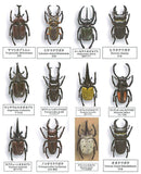 Beetle collection specimen-ZOOM- [All 12 type set(Full Complete)]