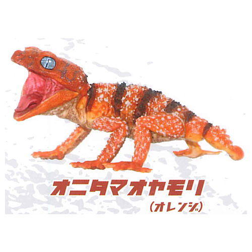 1/1 Central rough knob-tailed gecko & Armadillo girdled lizard [1.Central rough knob-tailed gecko (Orange)]