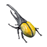 Big size world insects part.3 [1.Hercules Beetle A (colored)]