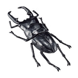 Big size world insects part.3 [6.Palawan Dorcus titanus]