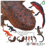 Nature Technicolor MONO PLUS Newt and Japanese giant salamander  Ball Chain & Magnet [All 6 type set(Full Complete)]