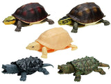 Turtle 04 Box Turtle [All 5 type set(Full Complete)]