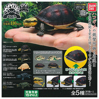 Turtle 04 Box Turtle [All 5 type set(Full Complete)]