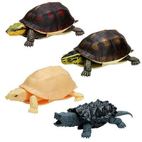 Turtle 04 Box Turtle [Normal 4 type set(Rare is NOT including)]