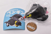 Patapata pullback penguin [5.Rockhopper penguin]