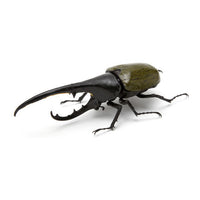 Beetle Gashapon [3.Hercules hercules (tan)]