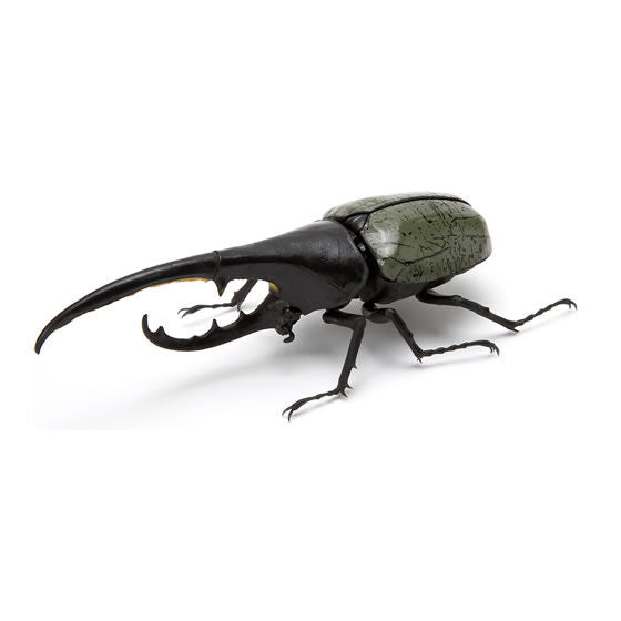 Beetle Gashapon [7.Rare: Hercules hercules (gray)]