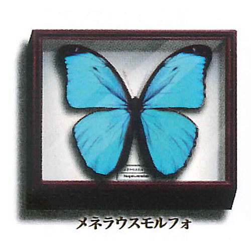 Science Technicolor German Box Magnet Collection [1.Menelaus morpho]