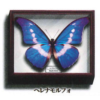 Science Technicolor German Box Magnet Collection [2.Helena Morpho]